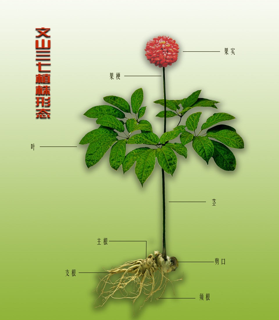 批发 三七花无公害 无农药 有机三七花养生中药材