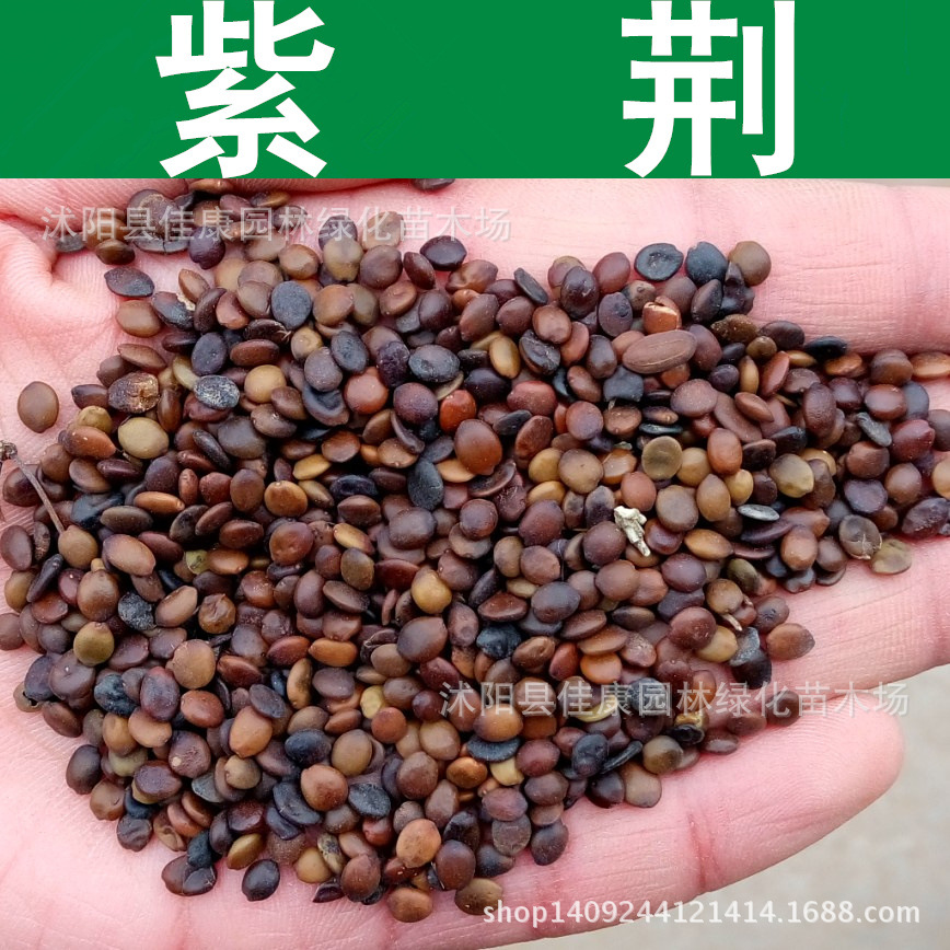林木种子 优质紫荆种子 紫荆花种子 满条红种子 1件=1斤