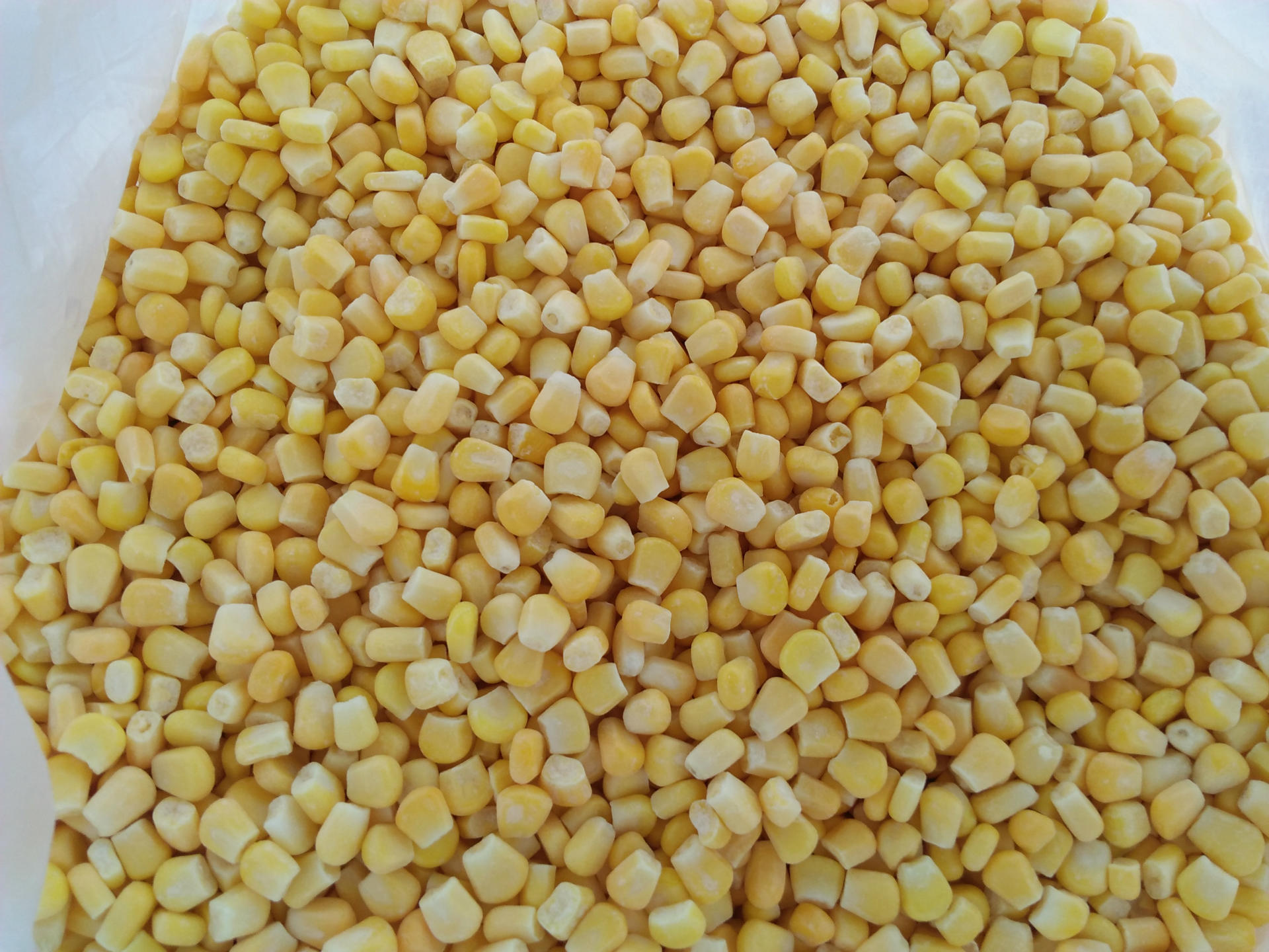 唐山金土地厂家供应 速冻超甜甜玉米 903