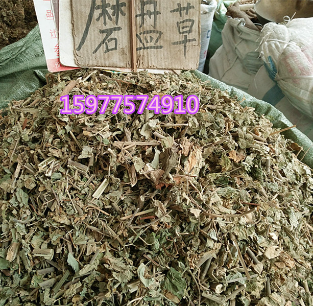 中药材野生/磨盘草/磨盘根/耳响草/磨爿果/石磨仔/磨仔草/磨档草