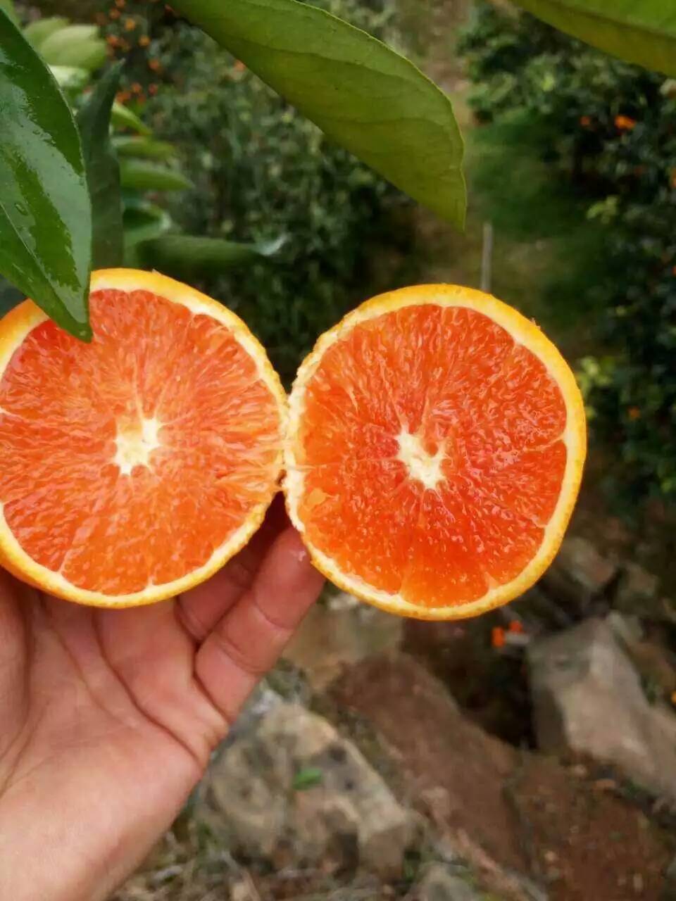 塔罗科血橙 红肉脐橙 赛赣南血橙江西红心橙子