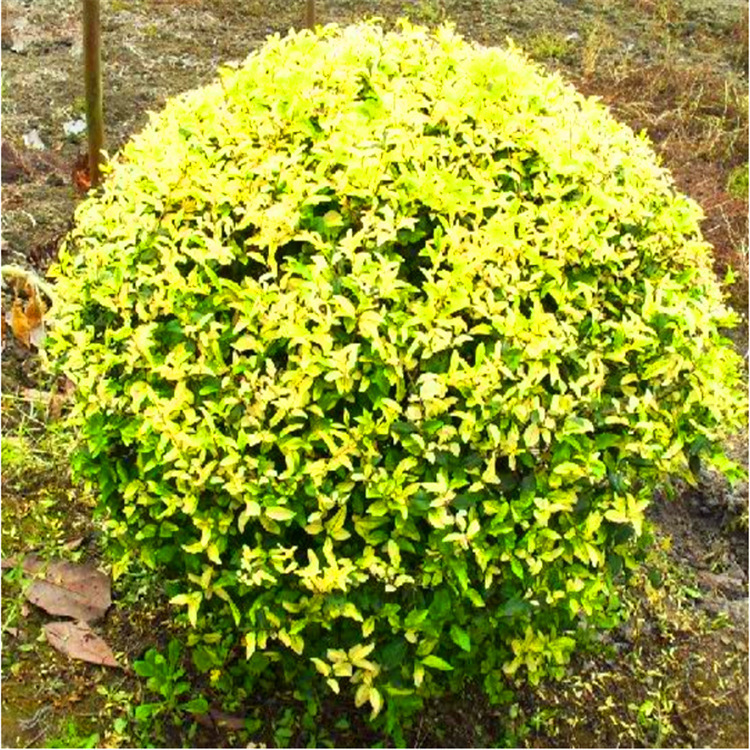 飞龙园艺金森女贞球球形规正道路小区绿化金森女贞球价格