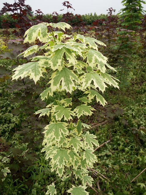 花叶挪威槭 夏雪 耐寒耐干旱生长速度快 新品种彩叶树 挪威槭夏雪