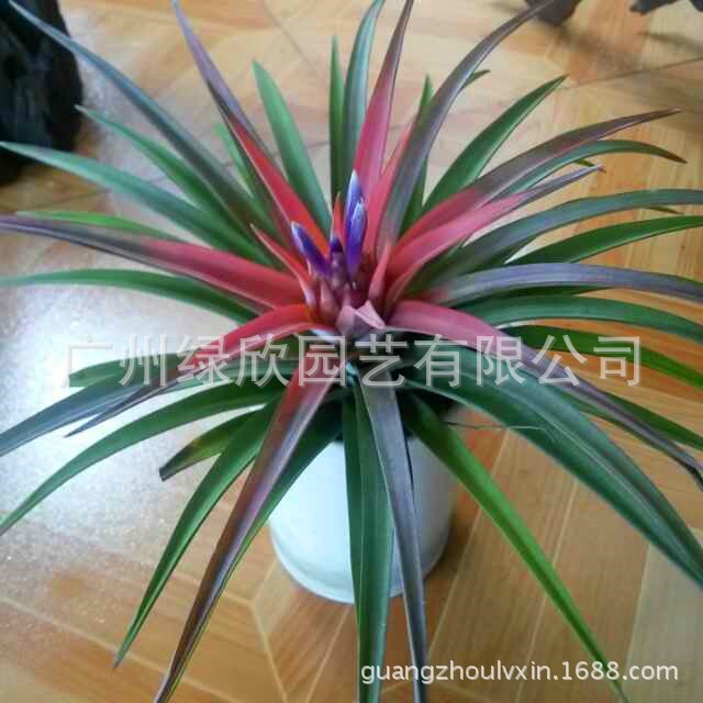 【黑凤梨歌词】_黑凤梨歌词厂家_黑凤梨歌词