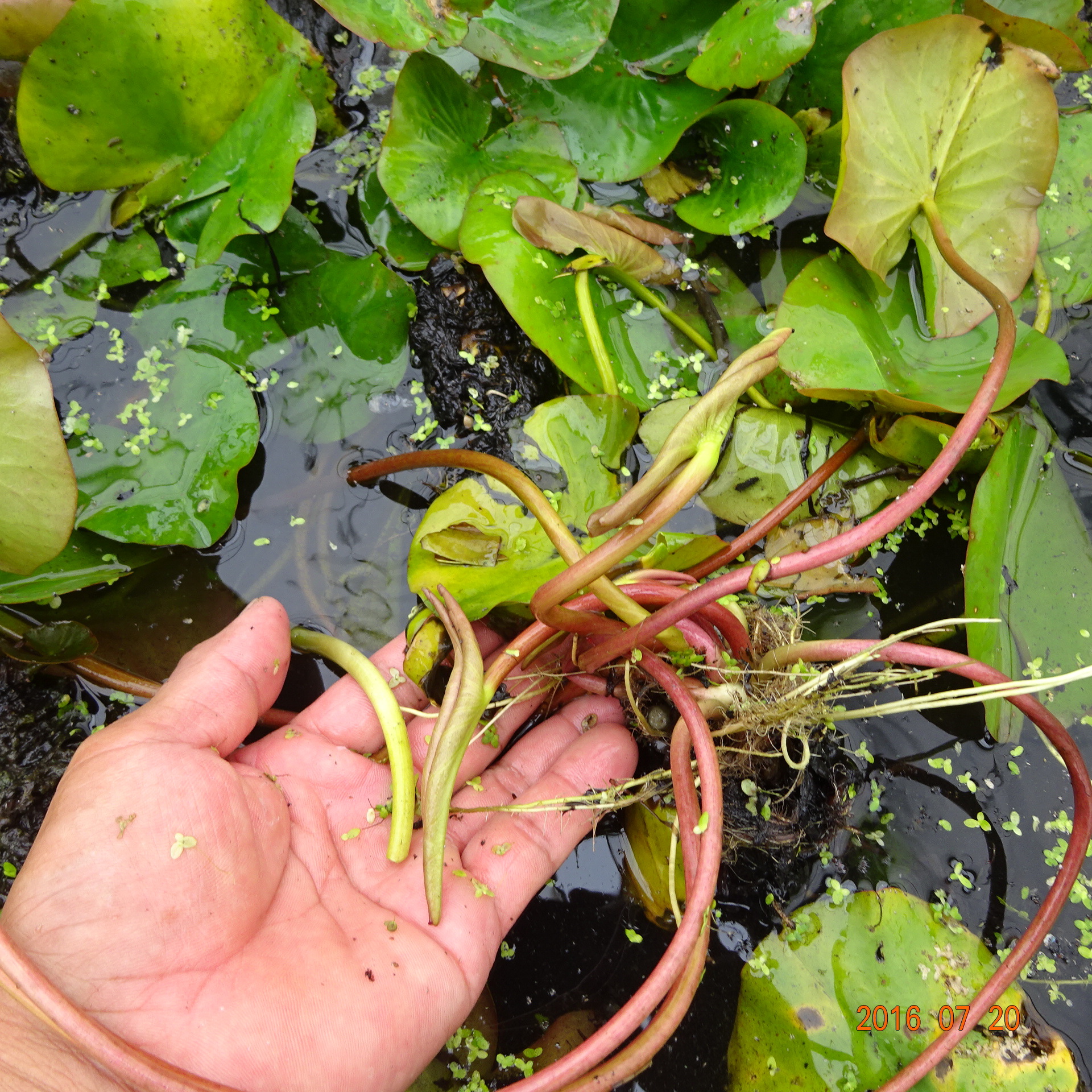 水生花卉池塘红花睡莲 大块睡莲种根批发 红花睡莲种块