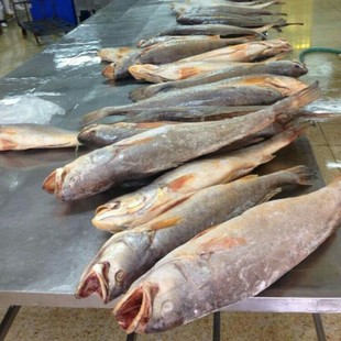 厂家直销新鲜水产品 海鲜 批发冷冻鱼