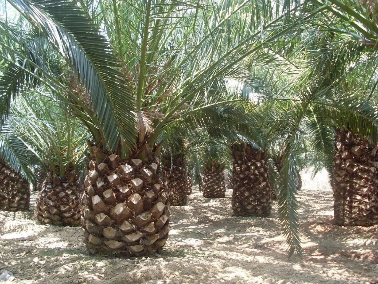 漳州大型基地型加拿利海枣 各种规格齐全价格优惠厂地直销