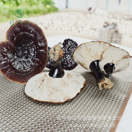 武平紫灵芝 椴木香灵芝 无粉白底 嫩灵芝 黑灵芝 香芝 基地发500g