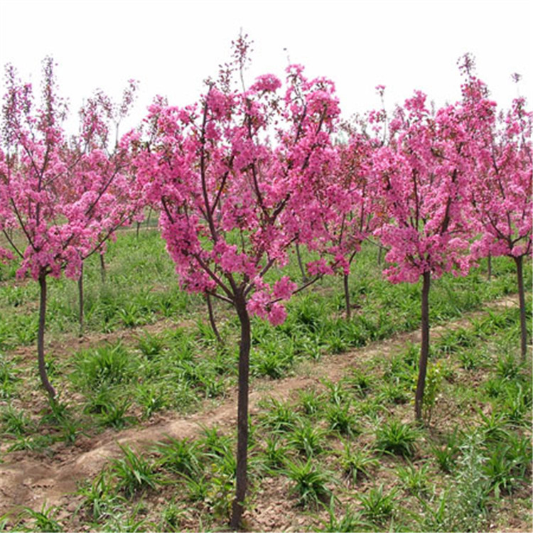 热销园林绿化用海棠树苗 长期低价销售现货海棠树苗