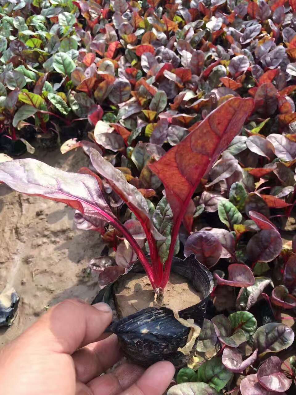 红叶甜菜 哪里有红叶甜菜 青州草花批发 紫叶甜菜价格
