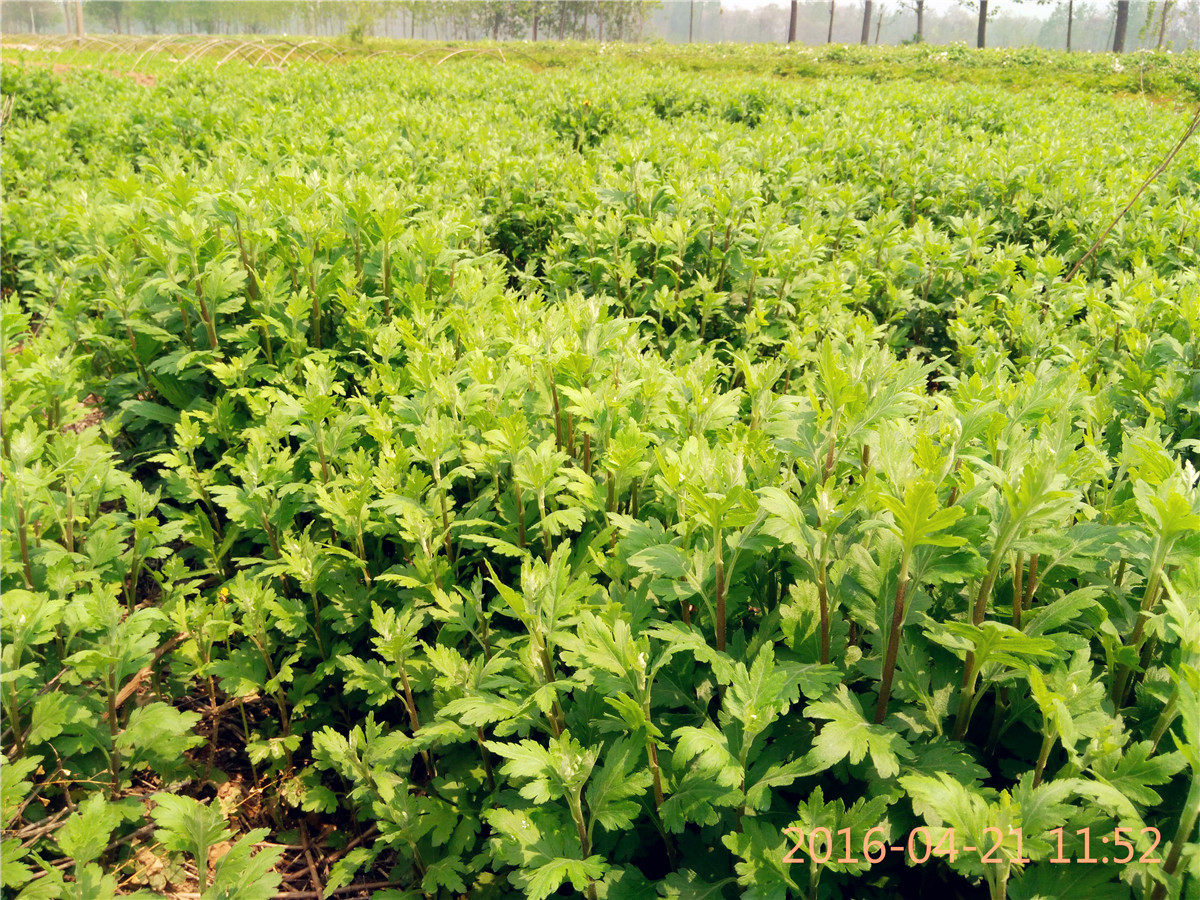 杭白菊苗花苗种苗地栽药菊胎菊一年苗2018现挖现卖种植基地批发