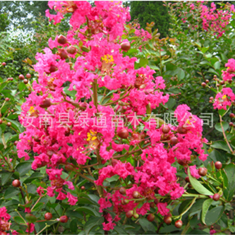 基地常年低价批发销售玫瑰红紫薇 红叶乔木紫薇 百日红 速生紫薇