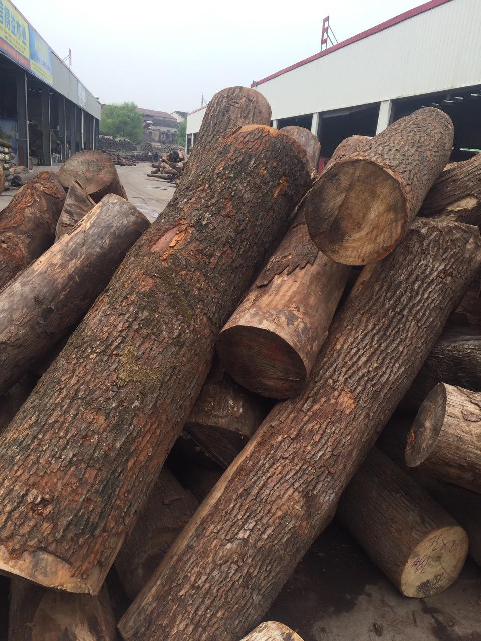 供应 国产香樟木原木 板材 马来香樟原木 驱虫防腐 家具材.