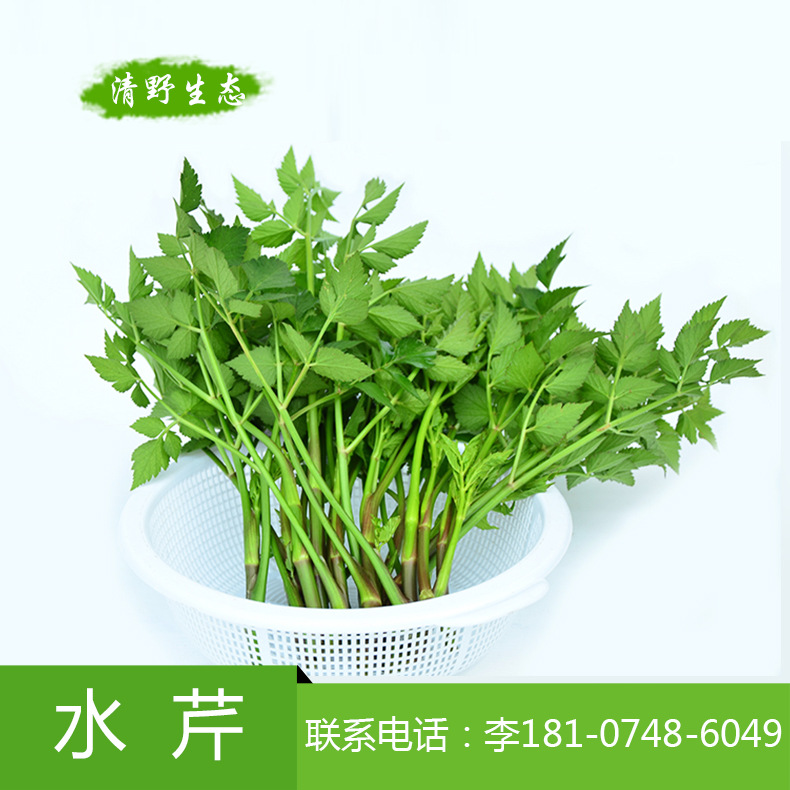 专业种植批发水芹菜天然绿色新鲜蔬菜品质优良超市供应