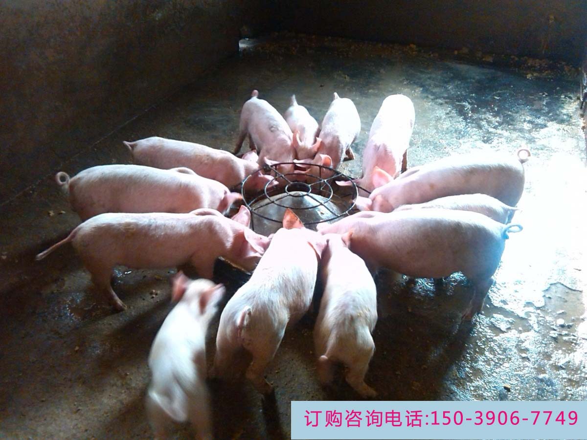 豆渣发酵剂豆腐渣饲料发酵剂豆渣喂猪微生态发酵剂