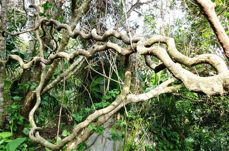 一件代发过江龙藤山藤栖息藤软装天然藤 虫鸟灵芝 天然 木质 天然