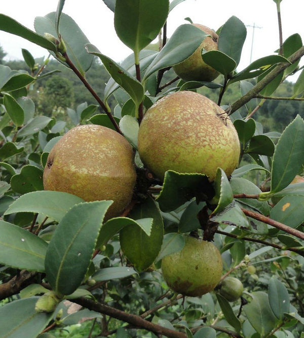 2016年油茶新品种-三华系列油茶苗