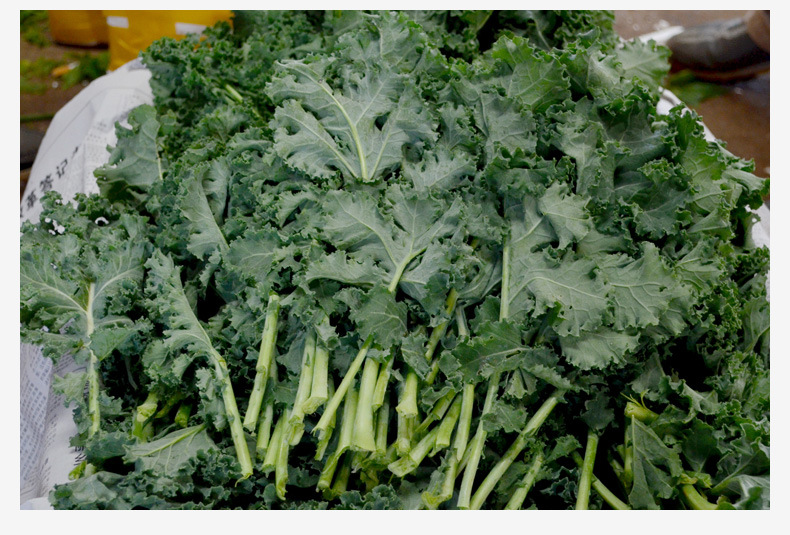 云南特产新鲜野羽衣甘蓝批发芥兰产地直销农家菜野菜批发