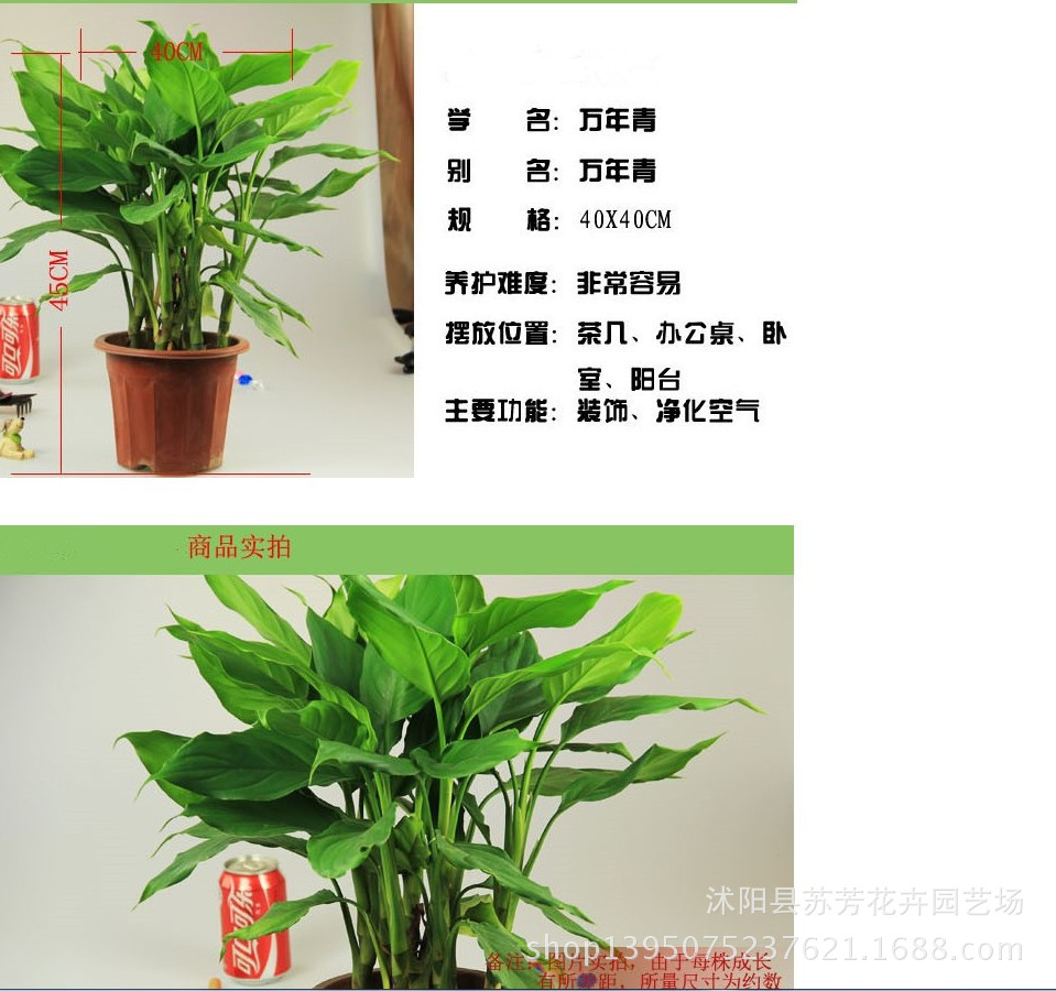 万年青大型室内办公室盆栽花卉绿植大叶万年青健康长寿净化空气