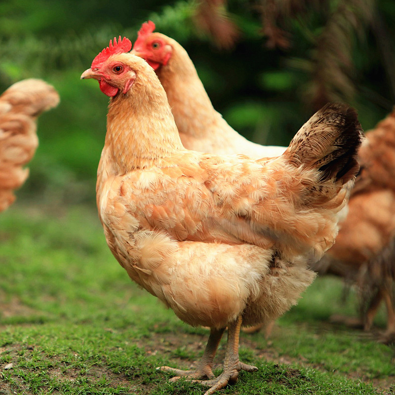 sh圣华原生态散养三黄鸡放养走地鸡