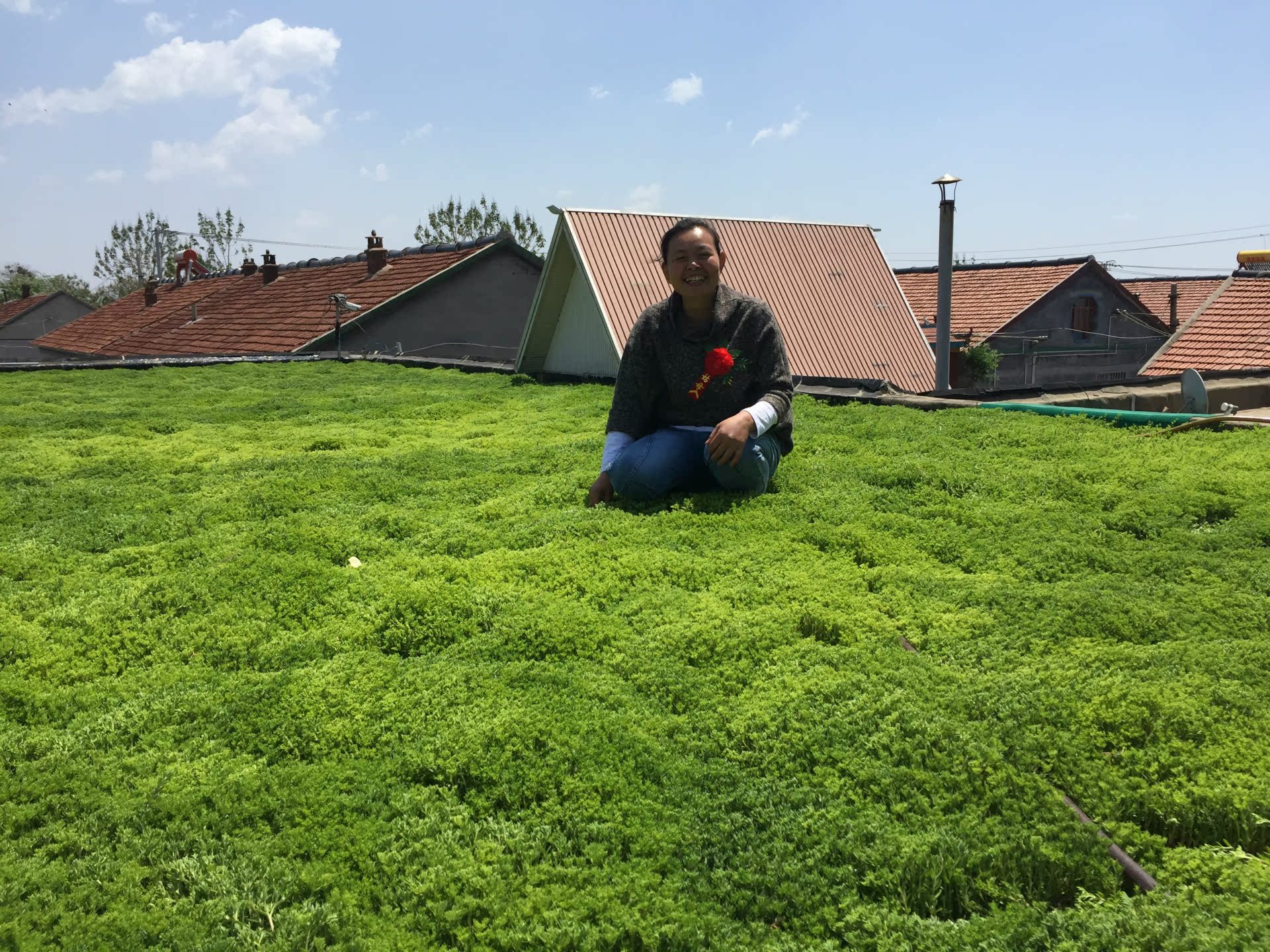 屋顶绿化佛甲草垂盆草不死草多肉植物空气净化草耐寒草