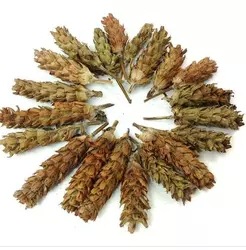 夏枯草全草-夏枯草全草厂家,品牌,图片,热帖-阿里巴巴