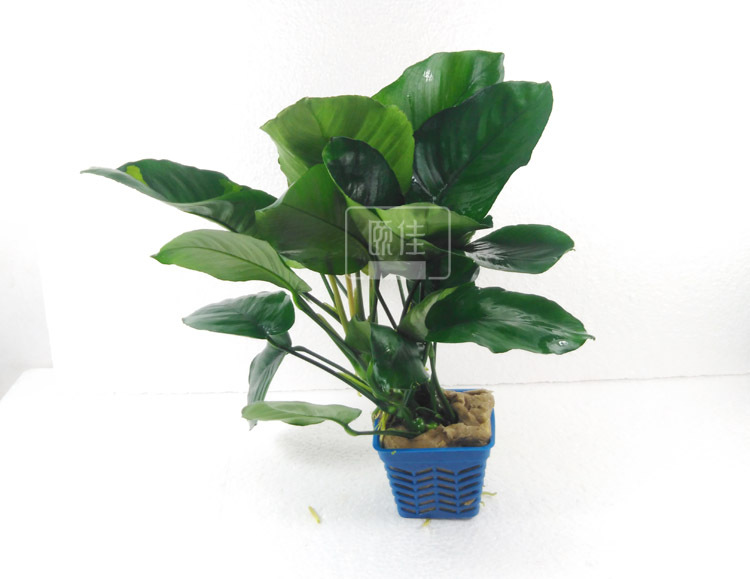 大巴榕水榕大水榕大叶榕真水草活体观赏水草鱼缸