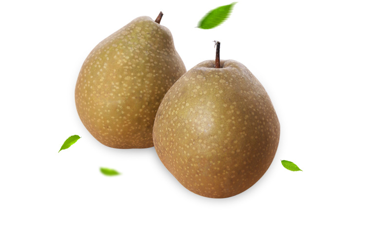 四川苍溪雪梨 黄金梨 新鲜水果 冰糖雪梨 广元特产