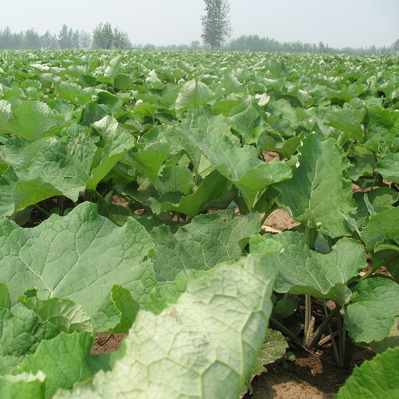 牛蒡之乡鲜牛蒡山东苍山庄坞保鲜牛蒡出口级黄金鲜牛蒡