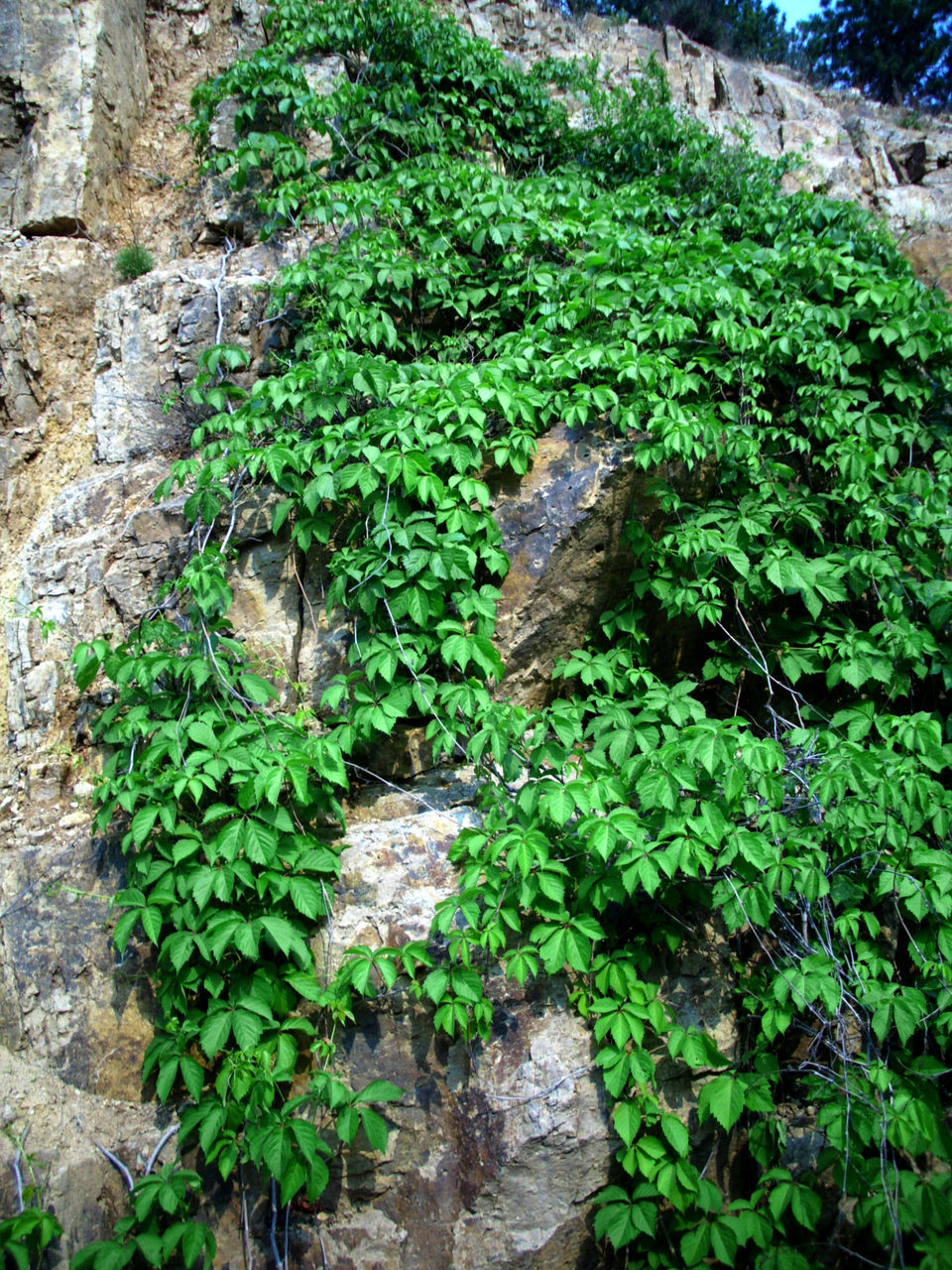 爬山虎 量大面议