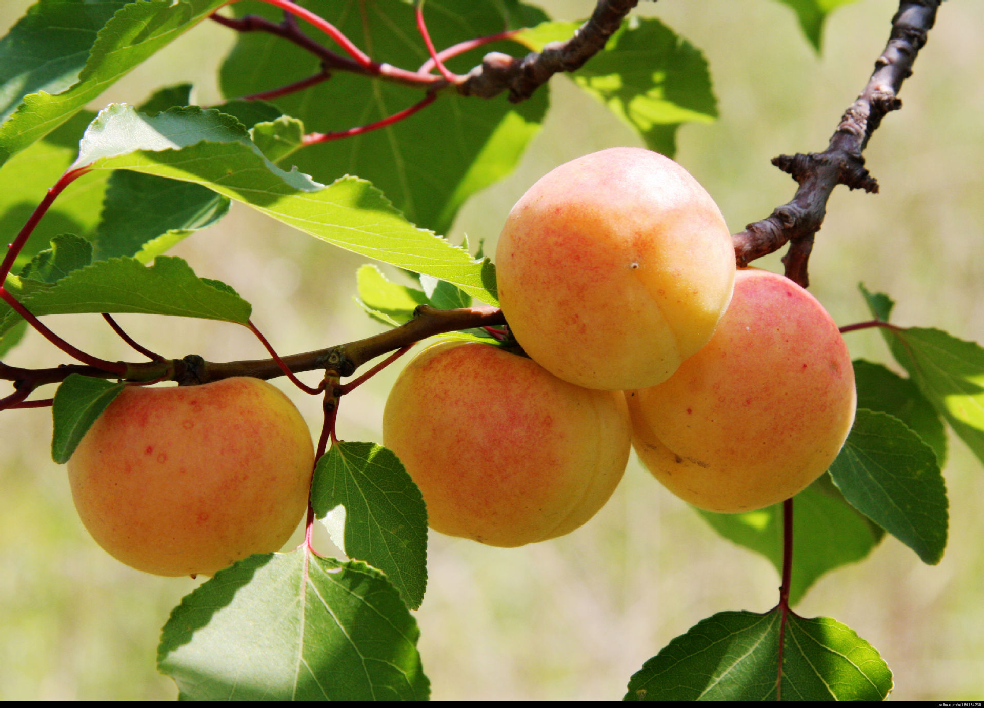 杏树苗,嫁接杏树苗,批发2公分杏树苗基地直销规格齐全