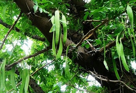 优质皂角树 山东种苗 中药材苗木大全 大量出售皂荚苗 南北种植
