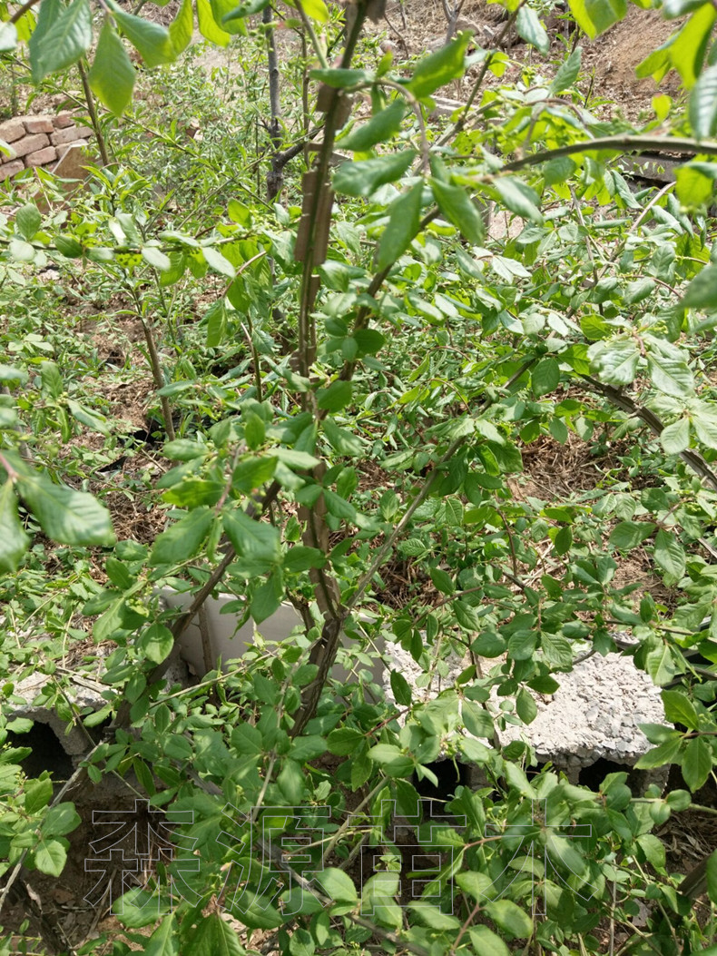 斩鬼剑树药用价值图片