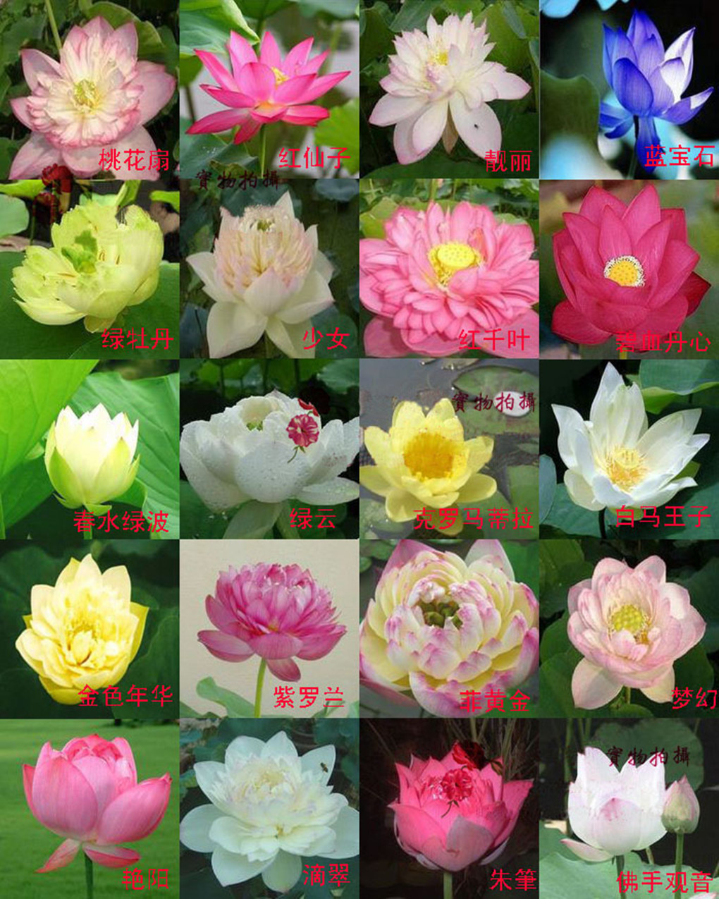 四季碗莲 江湖地摊暴利新产品拿货就送广告录音盘子全国包邮