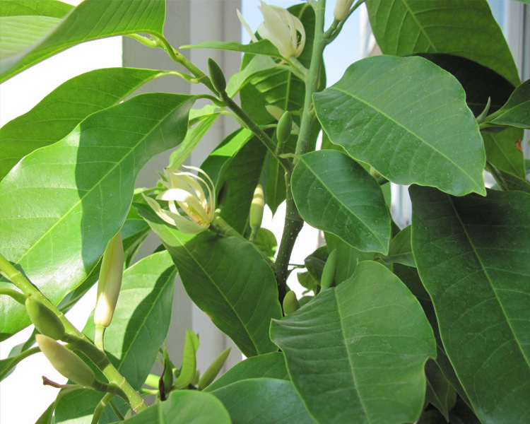 室内盆栽绿植花卉苗木 嫁接白兰花苗 白玉兰树苗4年苗当年开.