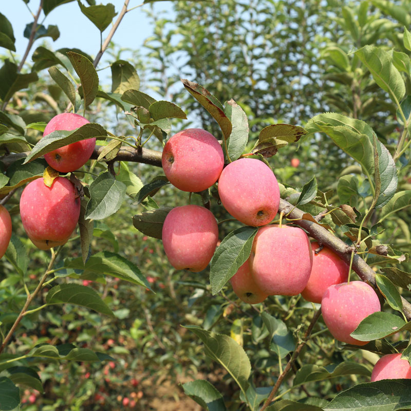 基地直销无公害锦绣海棠果 鸡心果果树苗价格优惠 量大从优