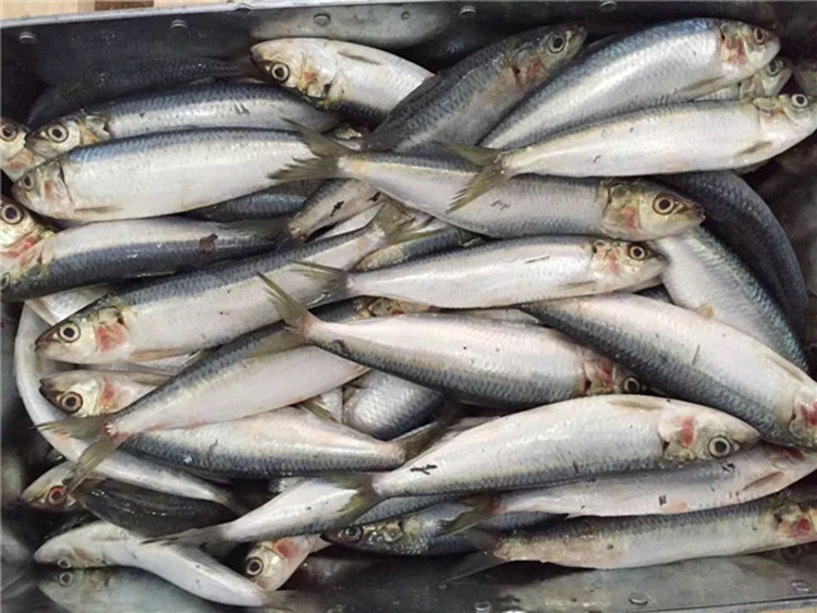 沿海专业供应冰鲜沙丁鱼鲭鱼炮弹鱼巴浪鱼海鲜鱼类海鲜批发
