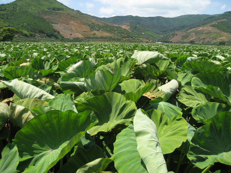 新鲜槟榔芋 湖南祁东 农家产品 绿色食品 大量现货批发0