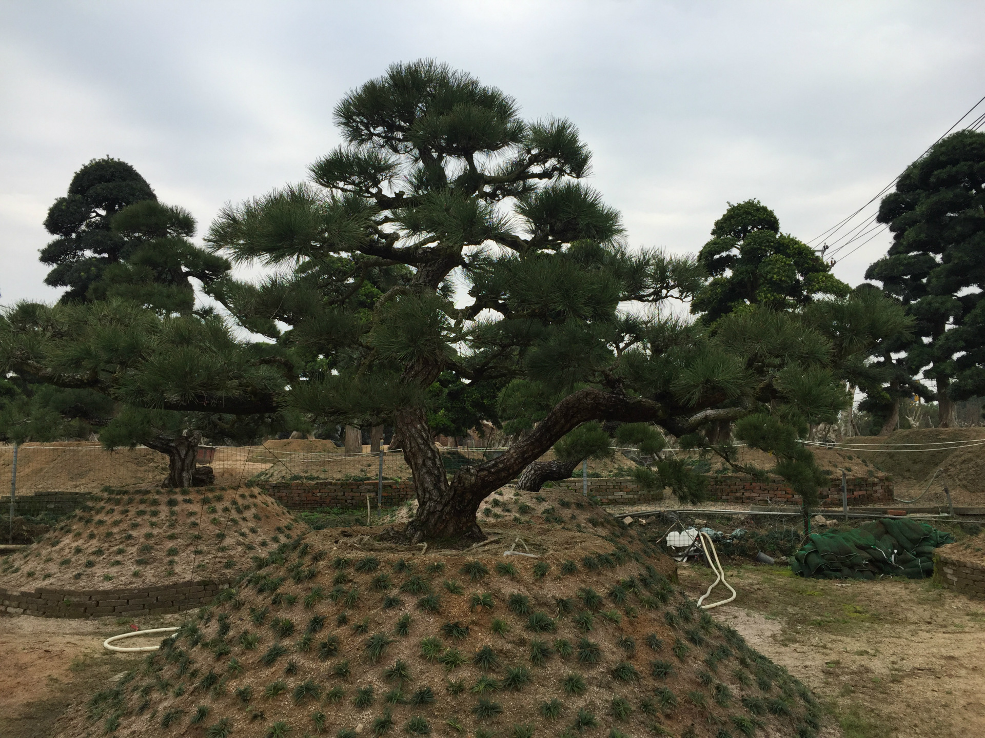 【批发直销】精品庭院树造型黑松 黑松盆景 日本黑松 台湾黑松