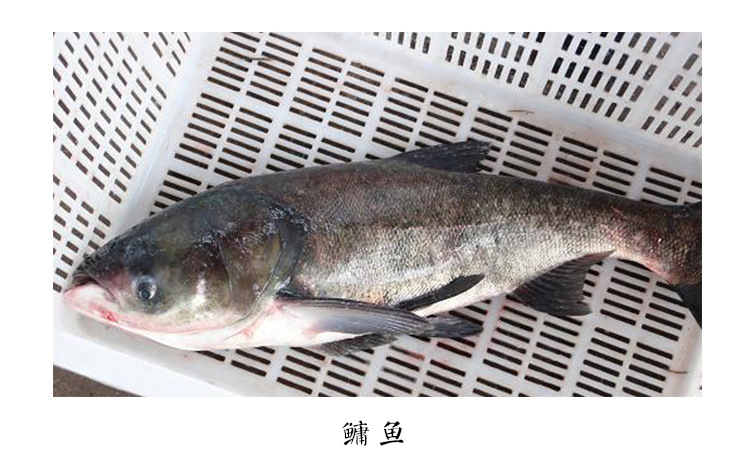 热销淡水鱼类花鲢鱼 胖头鱼 包头鱼 大头鱼 厂家批量直销