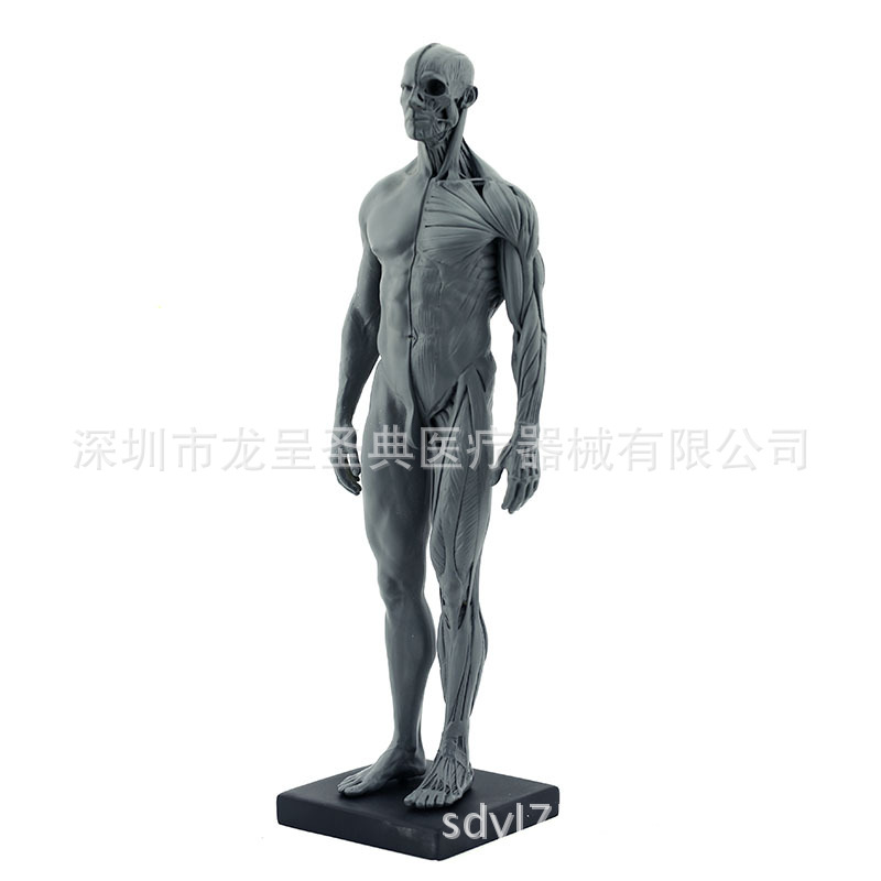 1:1医用教学树脂工艺模型医学人体解剖肌肉教学模型 美术教学