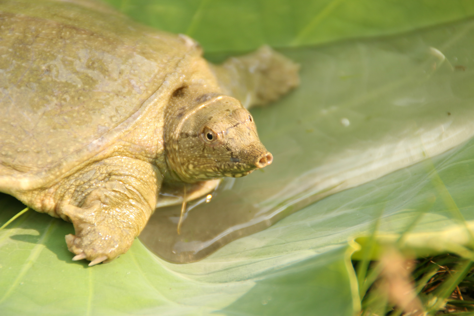 湖南常德市种甲鱼 种鳖种团鱼 商品食用甲鱼 甲鱼苗￥48.