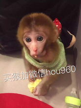 宠物猴子活体价格_最新宠物猴子活体价格\/批发