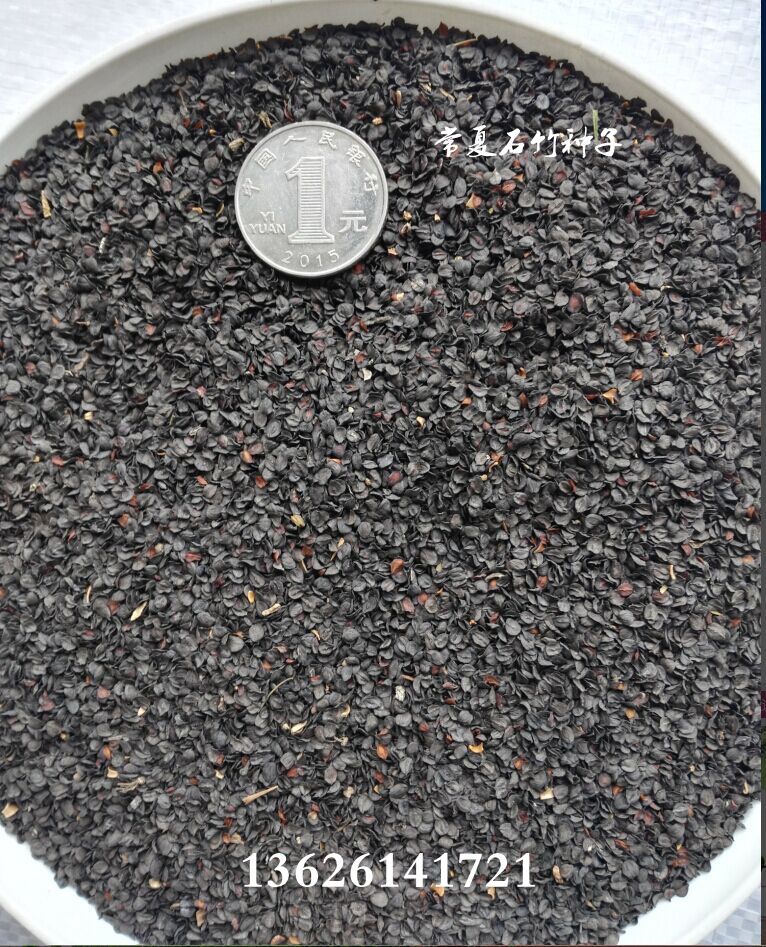 批发地被石竹种子 常夏石竹种子 常夏石竹 五彩石竹 等