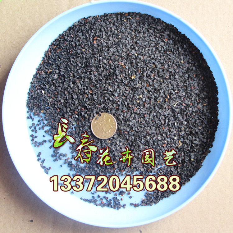 基地直销草花种子 常夏石竹 草花种子批发 品种全 色泽好 草花