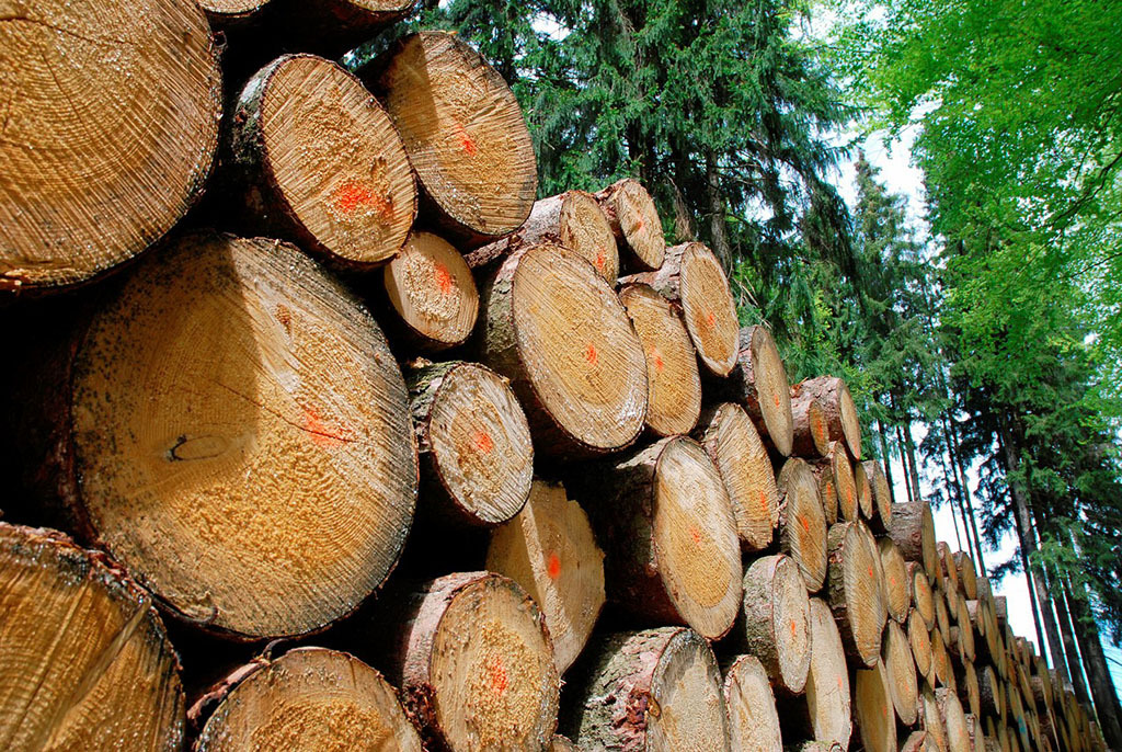 原木批发 柏木原木 香柏原木 寺庙古建木材