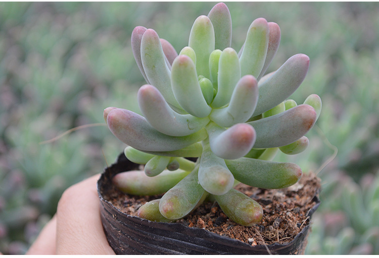 玉葡萄乙女心多肉植物迷你植物防辐射盆景盆栽绿植可批发