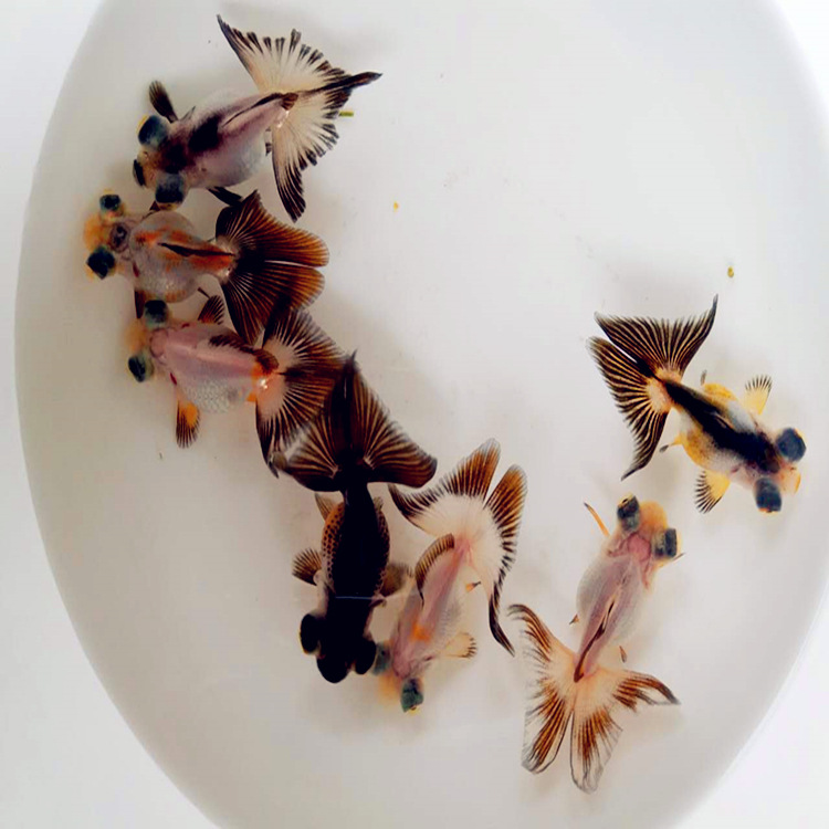 黑白蝶尾,熊猫金鱼批发,熊猫金鱼熊猫金鱼价格优质熊猫金鱼批发