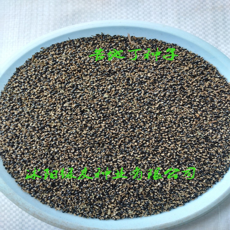 产地批发紫花地丁种子 紫花地丁 紫花地丁籽13626141721