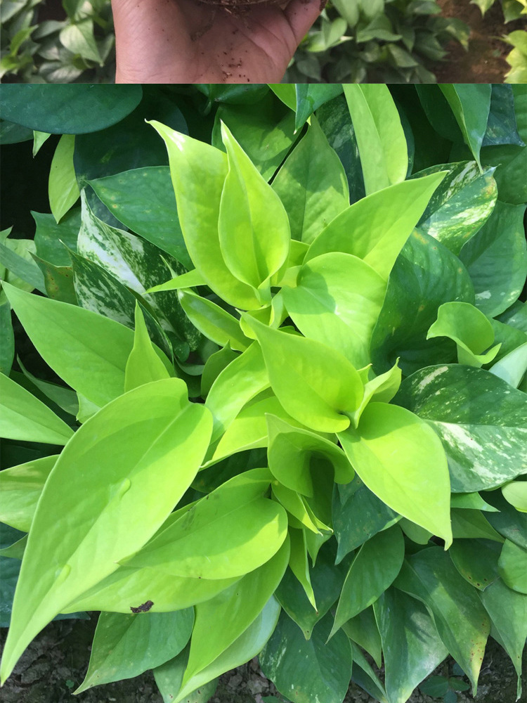 【基地直销】黄金葛绿萝金叶葛立体绿化配色植物盆栽花卉产地直销